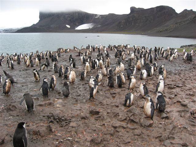 Antarktis037.jpg