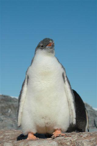 Antarktis053.jpg
