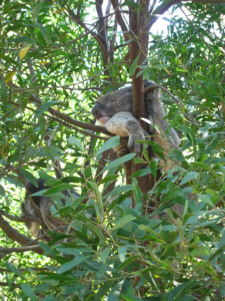 IMG_4857.JPG - Koala at Healesville Sanctuary