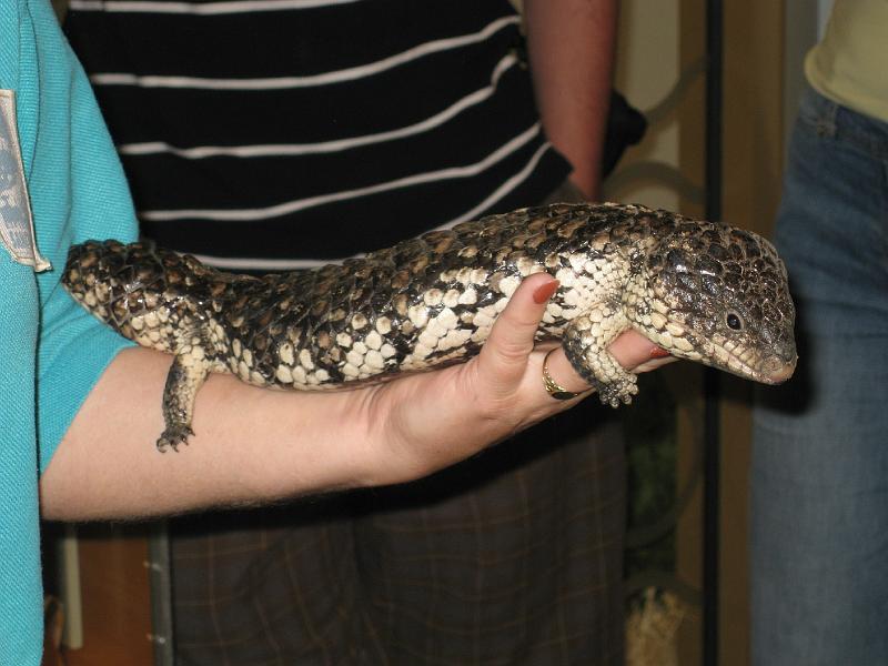 IMG_4890.JPG - Shingleback lizard, Healesville Sanctuary