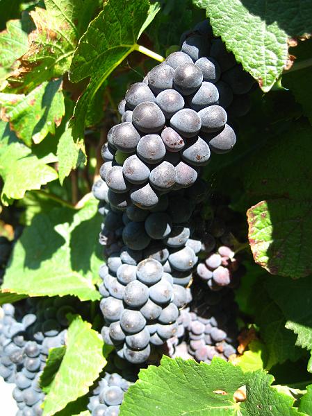 IMG_5020.JPG - Shantell Wineyard