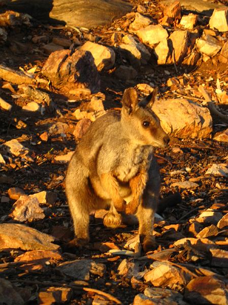 IMG_5818.JPG - Rock Wallaby, Alice Springs