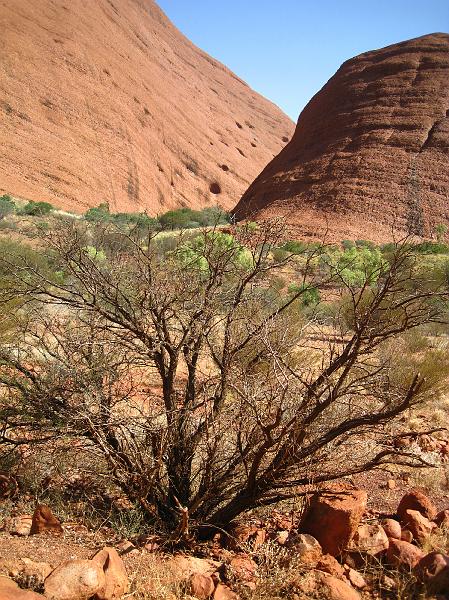 IMG_5883.JPG - Kata Tjuta - The Olgas
