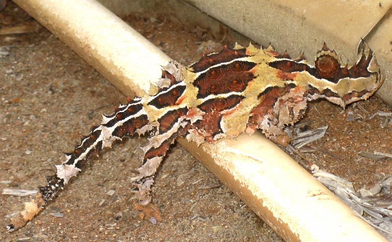 IMG_6352.JPG - Thorny Devil