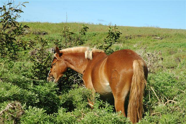 DSC_9178.JPG