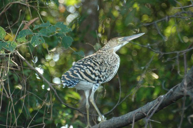 DSC_2379.JPG