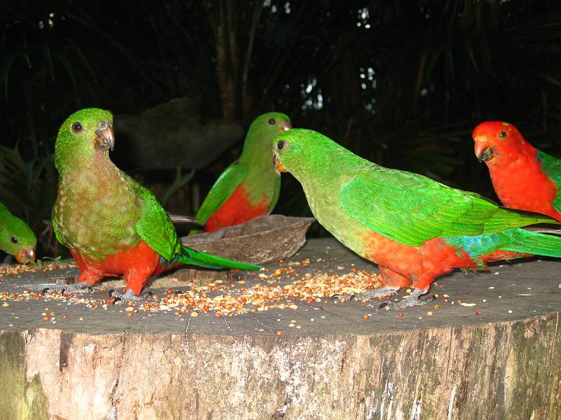 IMG_6630.JPG - King Parrot, South Durras