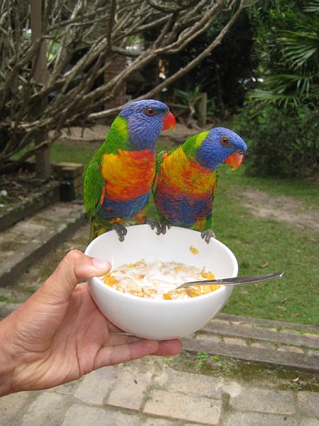 IMG_6725.JPG - Lorakeets til morgenmad